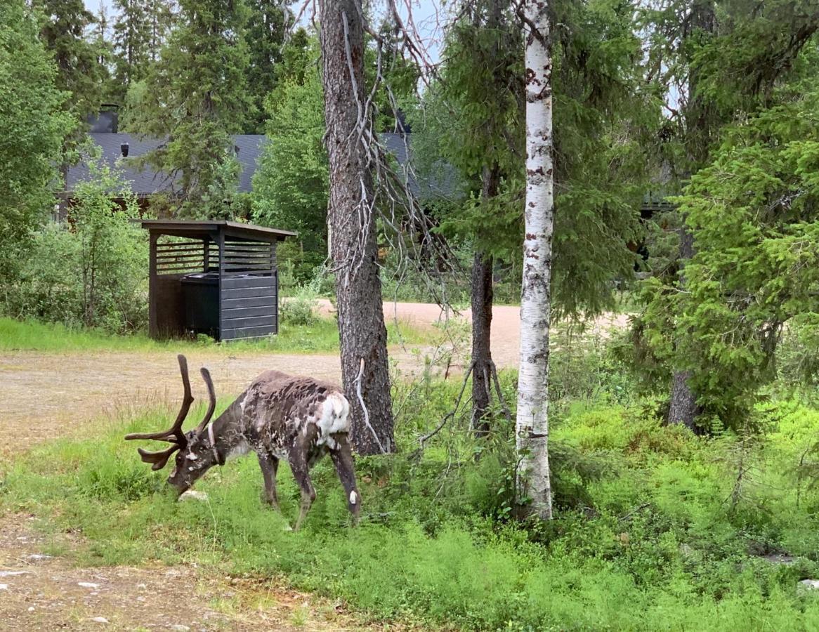 Logwood Chalet Luosto Kültér fotó